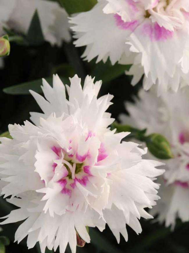 Dianthus Everlast White