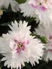 Dianthus Everlast White