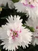 Dianthus Everlast White