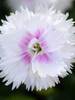 Dianthus Everlast White