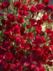 Dianthus Zing-Rose