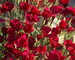 Dianthus Zing-Rose