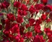 Dianthus Zing-Rose