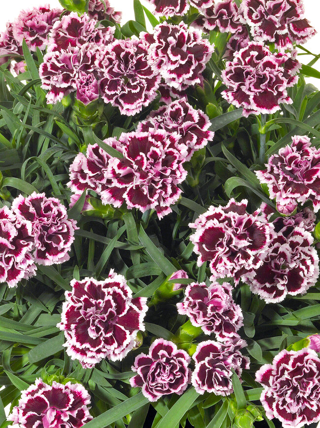 Dianthus Odessa Pierrot