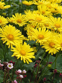 Doronicum