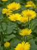 Doronicum Little-Leo