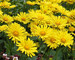 Doronicum Little-Leo