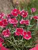 Dianthus Everlast Raspberry Cream