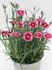 Dianthus Everlast Raspberry Cream