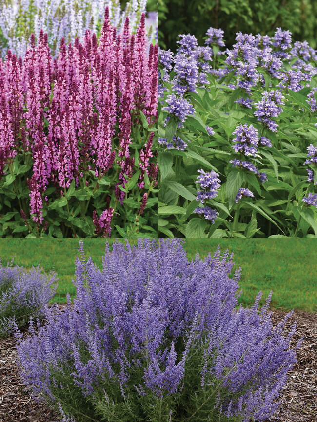 Deer Resistant Collection | Bluestone Perennials