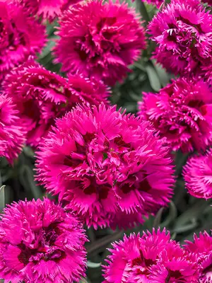 Link to Dianthus Spiked Punch