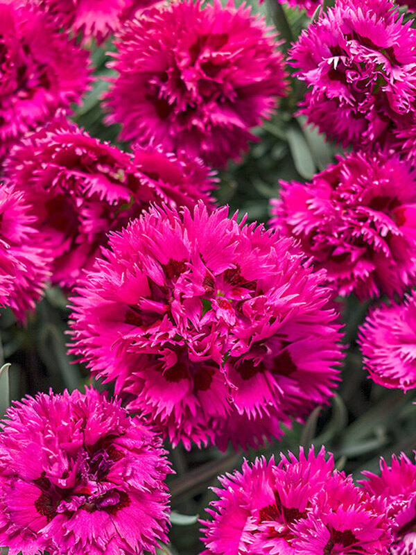 Dianthus Spiked Punch