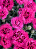 Dianthus Spiked Punch