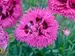Dianthus Spiked Punch
