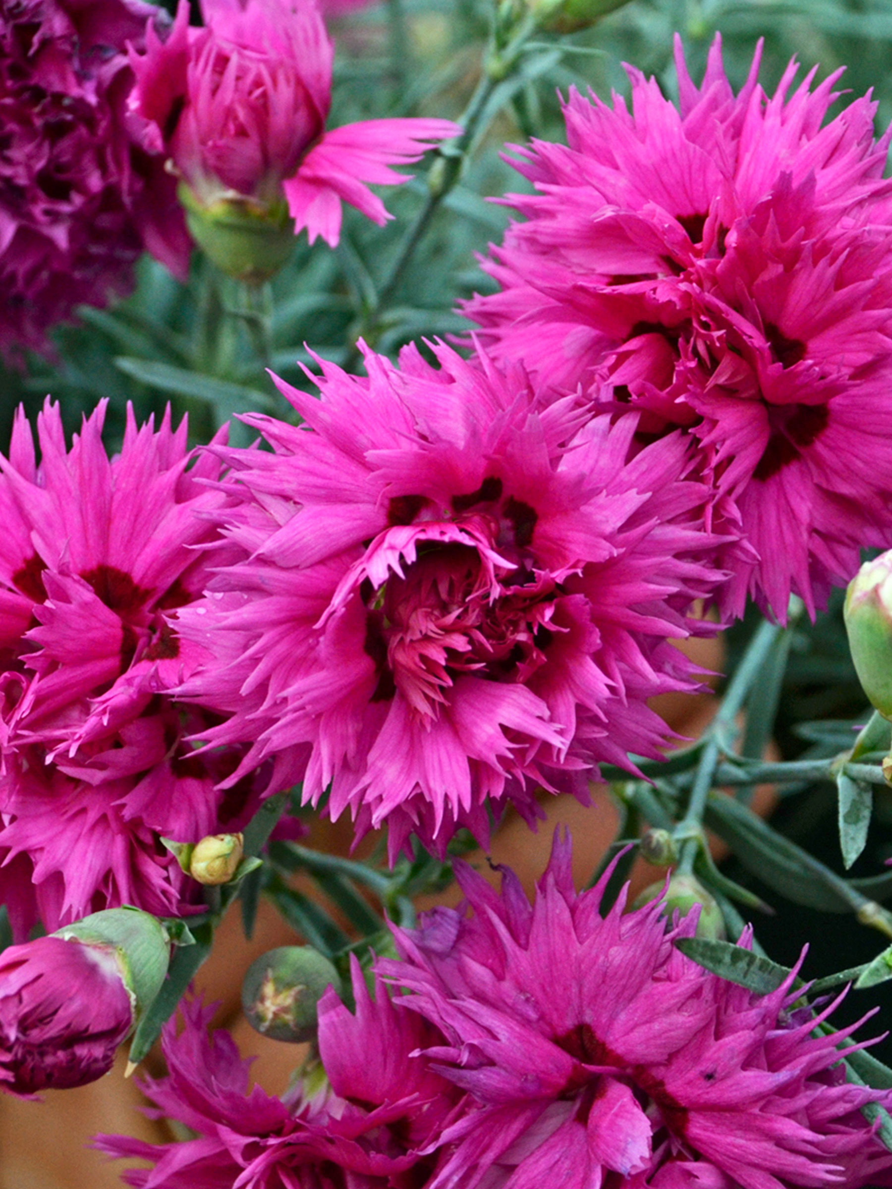 Dianthus Spiked Punch | Bluestone Perennials