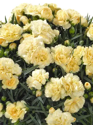 Link to Dianthus Sunflor&reg; Amber