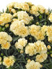 Dianthus Sunflor Amber