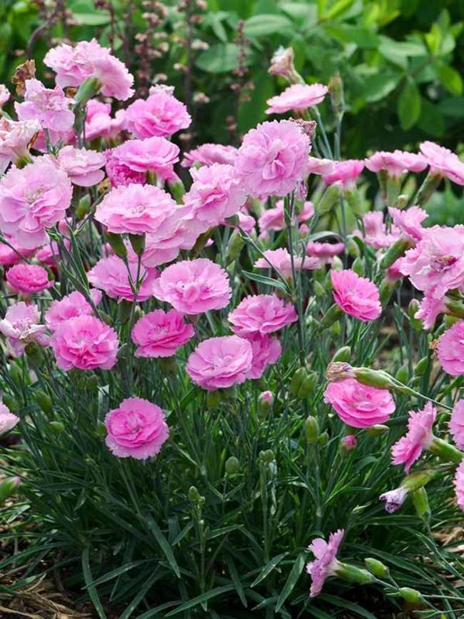 Dianthus Sweetie Pie