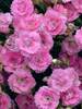 Dianthus Sweetie Pie