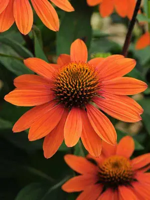 Link to Echinacea Sombrero&reg; Adobe Orange