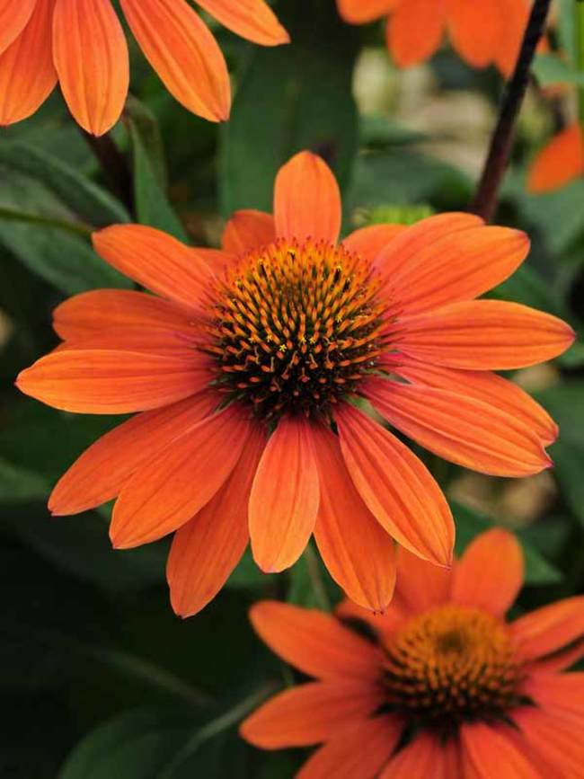 Echinacea Sombrero Adobe Orange