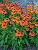 Echinacea Sombrero Adobe Orange