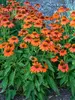 Echinacea Sombrero Adobe Orange