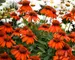 Echinacea Sombrero Adobe Orange