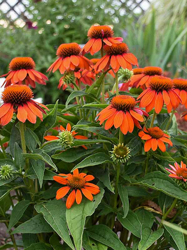 Echinacea Sombrero Adobe Orange (Coneflower)