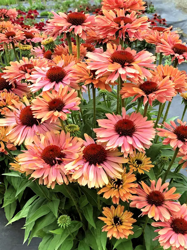 Bluestone Perennials Echinacea Fresco