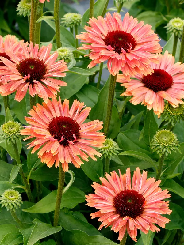 Bluestone Perennials Echinacea Fresco - Thumbnail 3