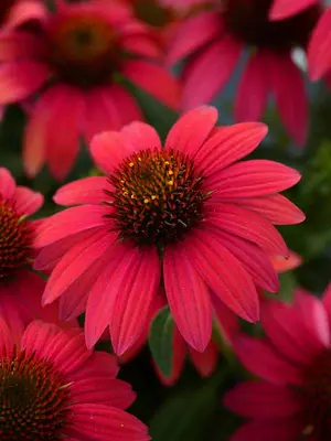 Link to Echinacea Sombrero&reg; Baja Burgundy