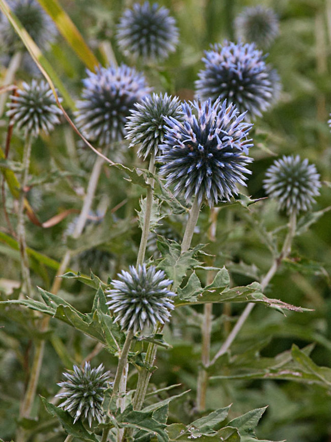 Echinops Blue Glow