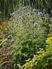 Echinops Blue Glow