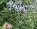 Echinops Blue Glow