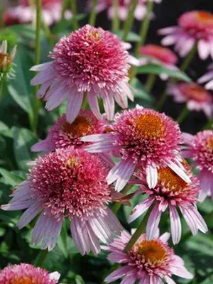 Link to Echinacea Butterfly Kisses