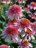 Echinacea Butterfly Kisses