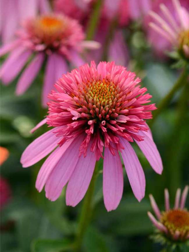 Echinacea Bubble Gum