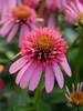 Echinacea Bubble Gum