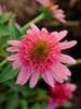 Echinacea Bubble Gum