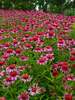 Echinacea Bubble Gum