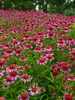 Echinacea Bubble Gum