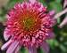 Echinacea Bubble Gum