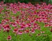 Echinacea Bubble Gum