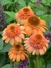 Echinacea Cantaloupe