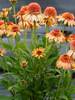 Echinacea Cantaloupe