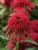Echinacea Double Scoop Cranberry