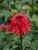 Echinacea Double Scoop Cranberry