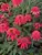 Echinacea Double Scoop Cranberry