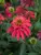 Echinacea Double Scoop Cranberry